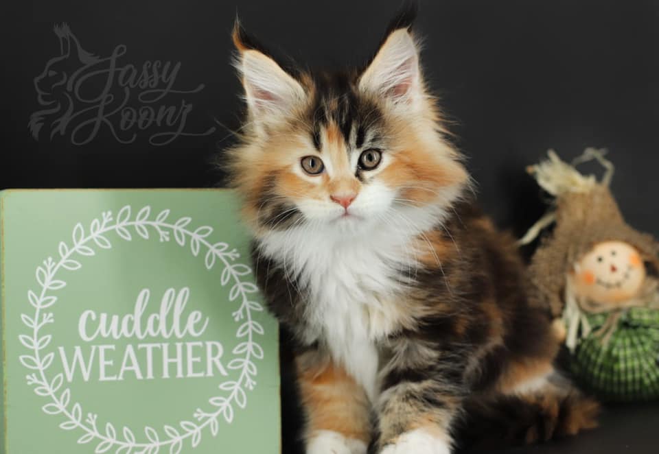 maine coon kittens