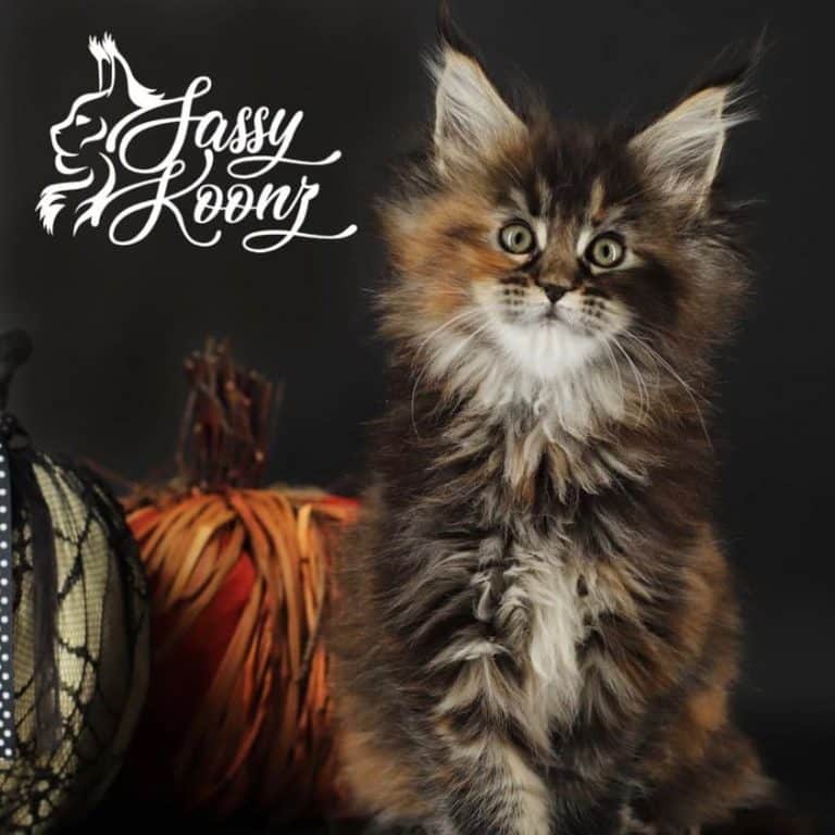 maine coon kittens