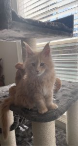 Sassy Koonz Mr Brownstone ⋆ Sassy Koonz Maine Coon Cattery maine coon kitten that lives in texas