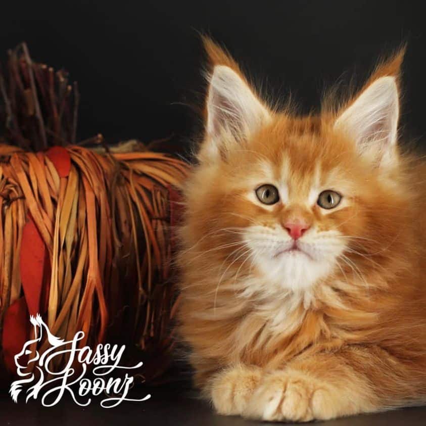 slash ⋆ Sassy Koonz Maine Coon Cattery maine coon kittens