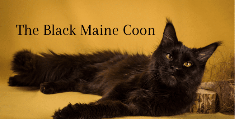 black maine coon