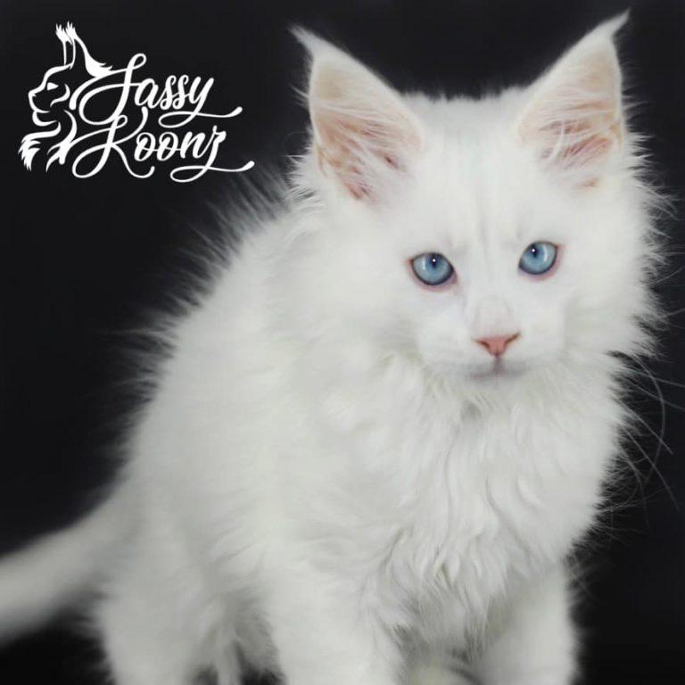 white maine coon kittens