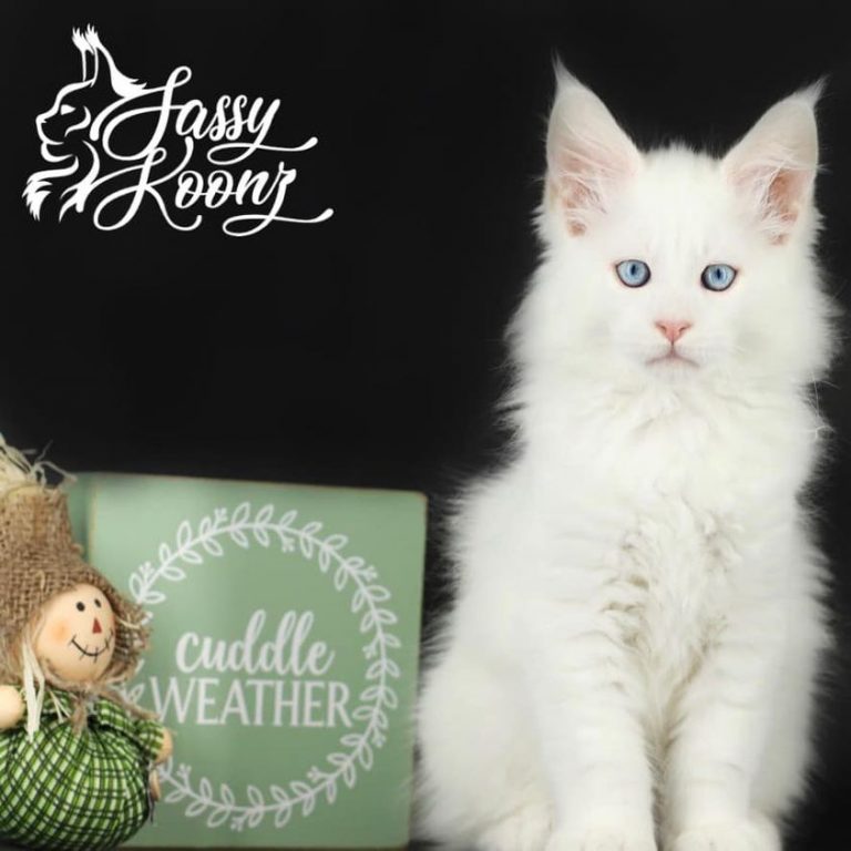 white maine coon kitten for sale named boosa nova with cuddle weather sign