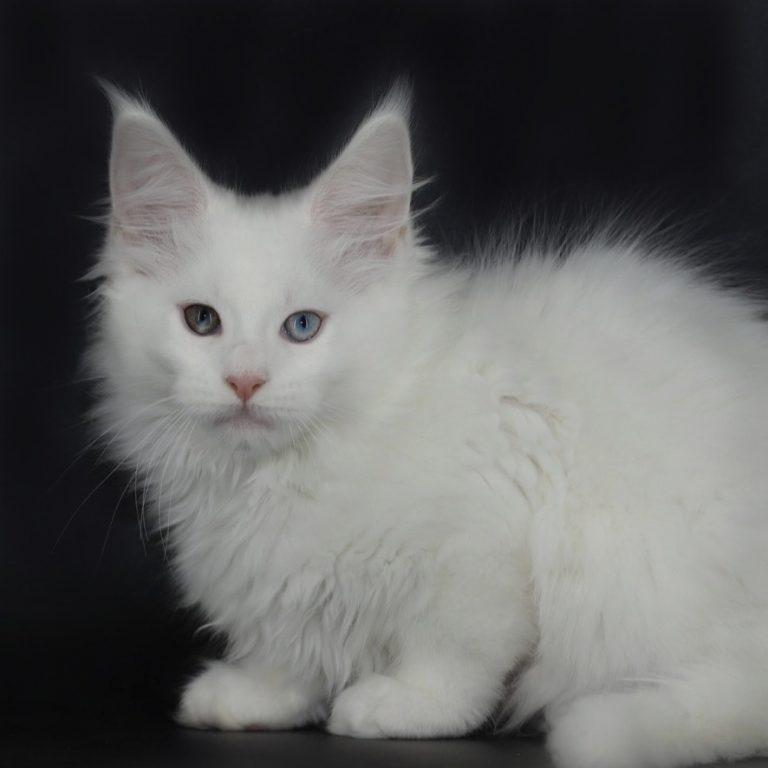 White Maine coon with odd eyes