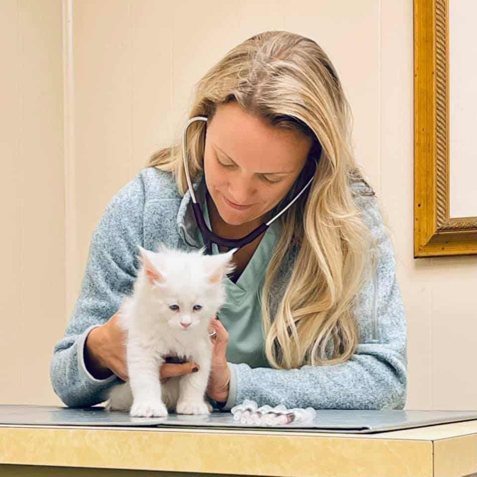 how-to-choose-a-vet-for-your-cat โ Sassy Koonz Maine Coon Cattery vet listening to a Maine Coon kittens heart