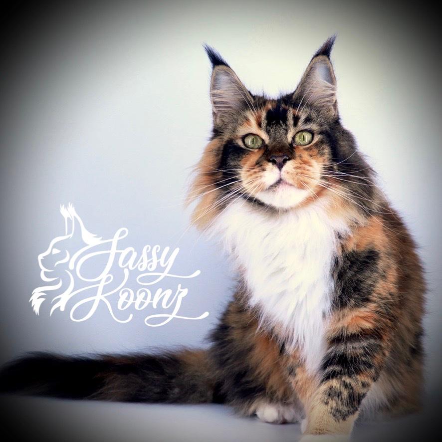Sassy Koonz Chichi ⋆ Sassy Koonz Maine Coon Cattery Maine coon cats