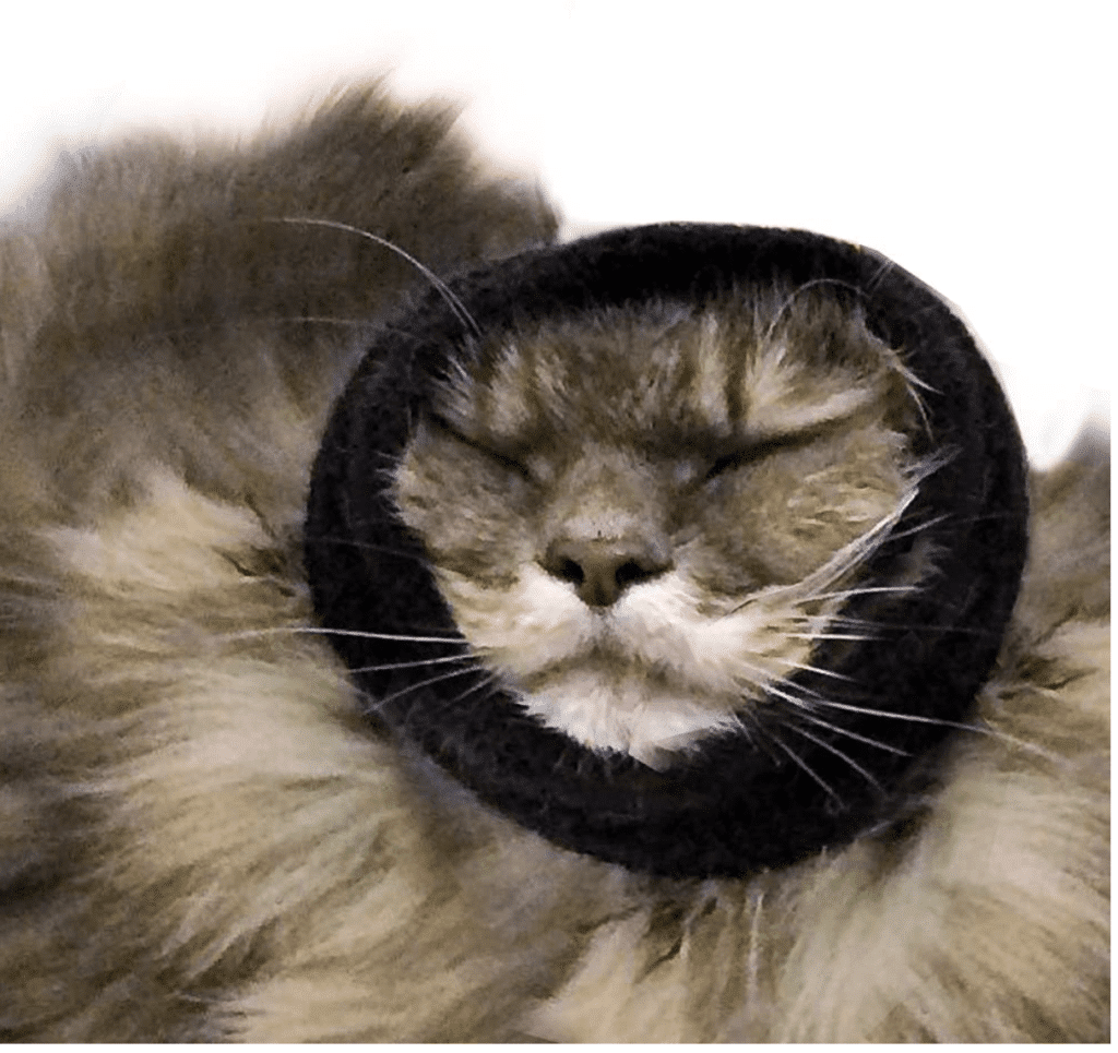 happy-hoodie ⋆ Sassy Koonz Maine Coon Cattery maine coon wearing a happy hoodie during grooming session