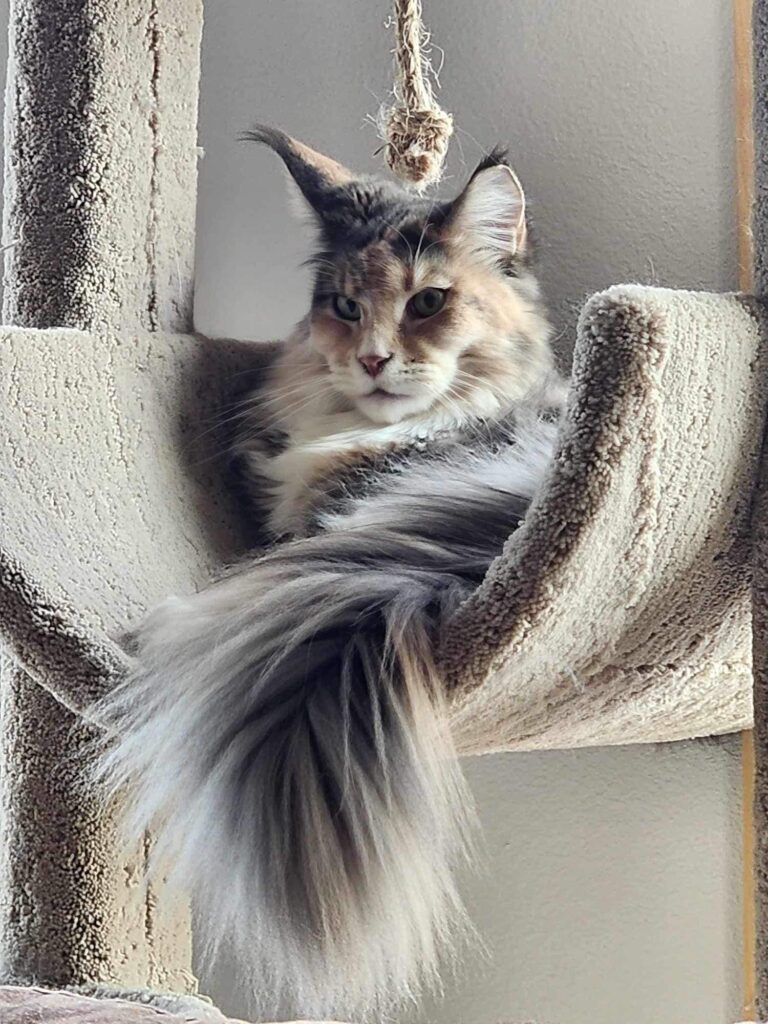 blue-torbie-maine-coon-paisley-in-cradle ⋆ Sassy Koonz Maine Coon Cattery blue torbie maine coon paisley in cradle