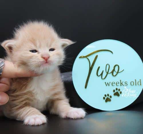 controversy ⋆ Sassy Koonz Maine Coon Cattery maine coon kittens