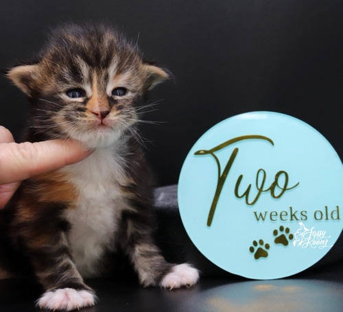 darling nikki ⋆ Sassy Koonz Maine Coon Cattery maine coon kittens