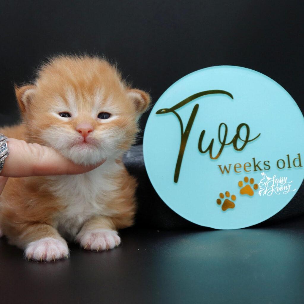 little red corvette ⋆ Sassy Koonz Maine Coon Cattery maine coon kittens for sale