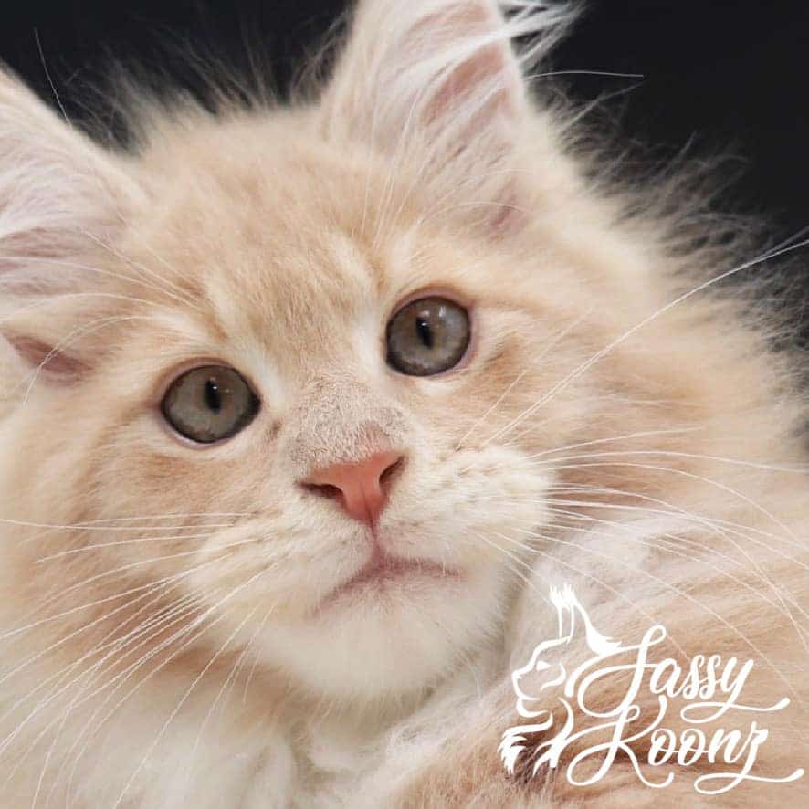 maine-coon-cat-04-29-03 ⋆ Sassy Koonz Maine Coon Cattery maine coon cat