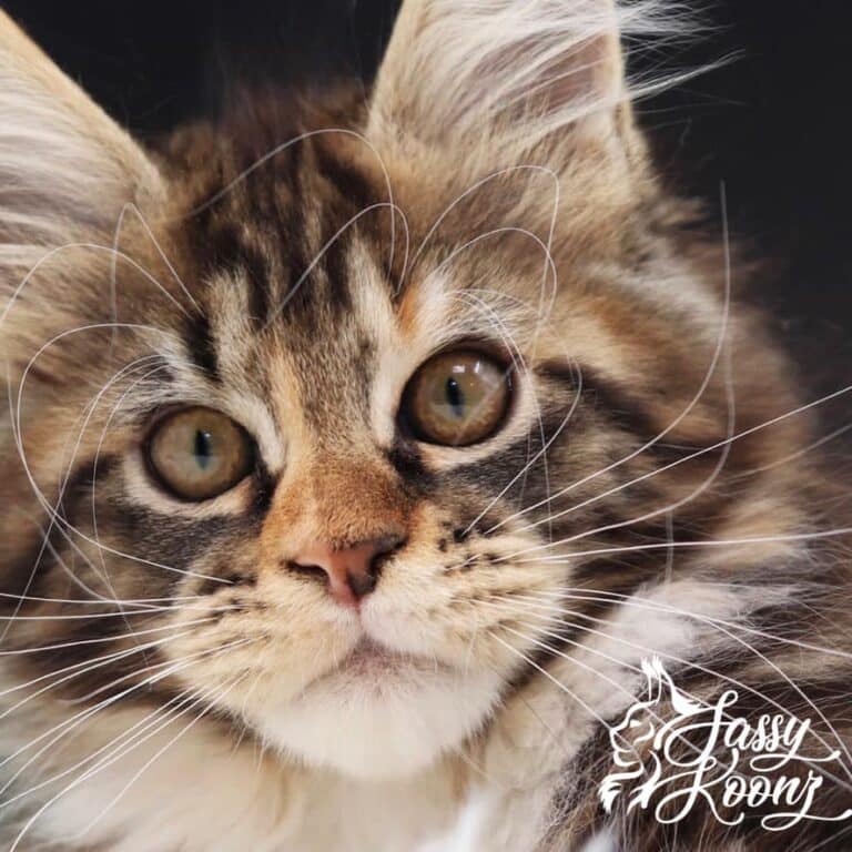 maine coon cat