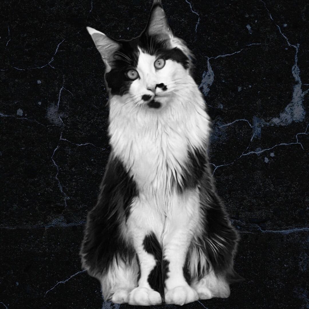 maine-coon-cat โ Sassy Koonz Maine Coon Cattery when will my maine coon get a mane