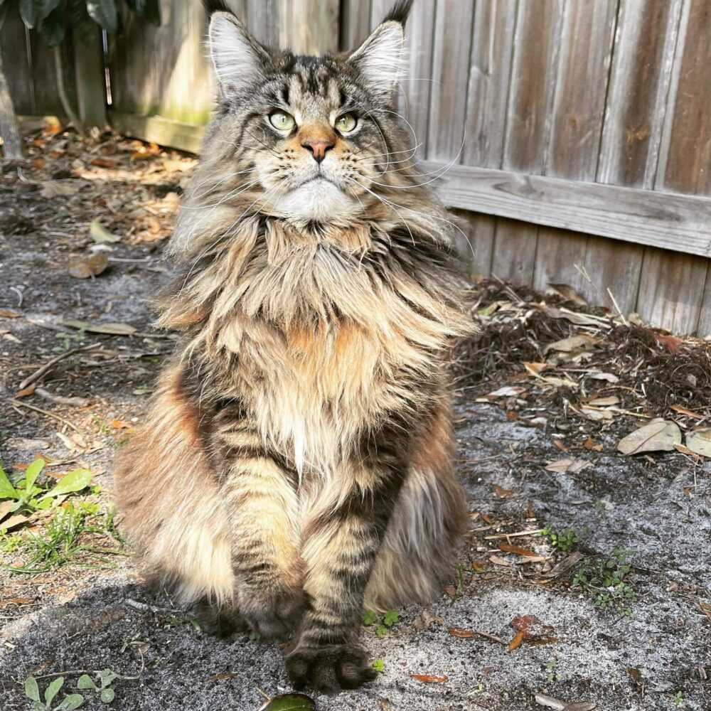 maine-coon-cat ⋆ Sassy Koonz Maine Coon Cattery maine coon cat
