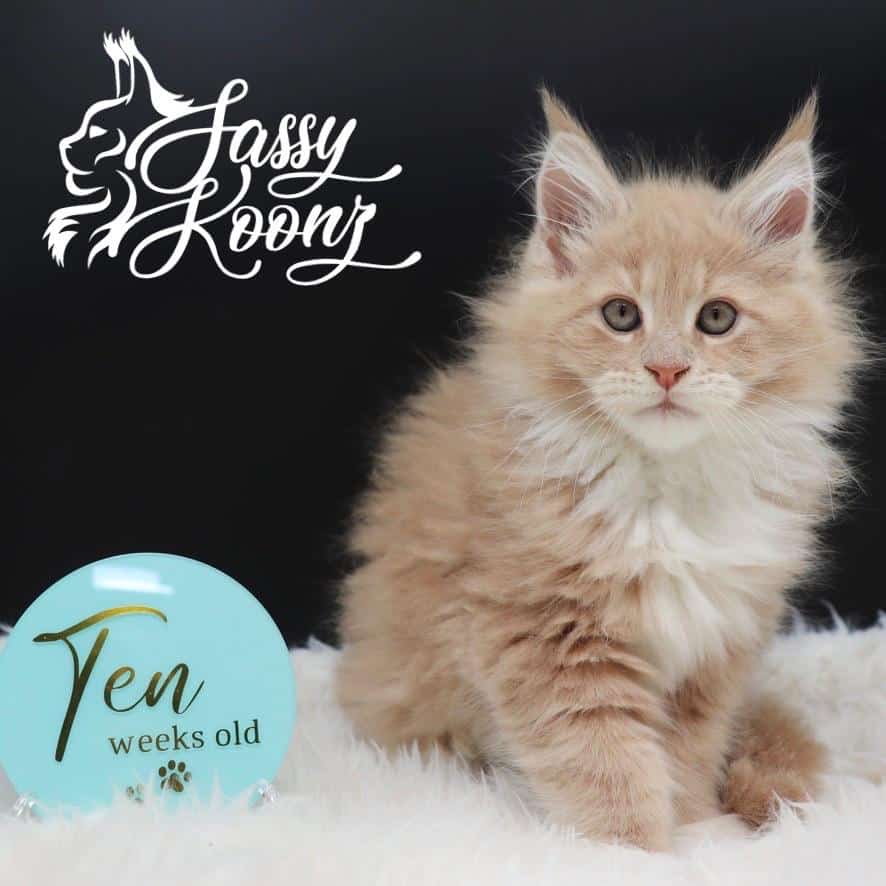 maine-coon-cats-for-sale-04-25-01 ⋆ Sassy Koonz Maine Coon Cattery maine coon cats for sale