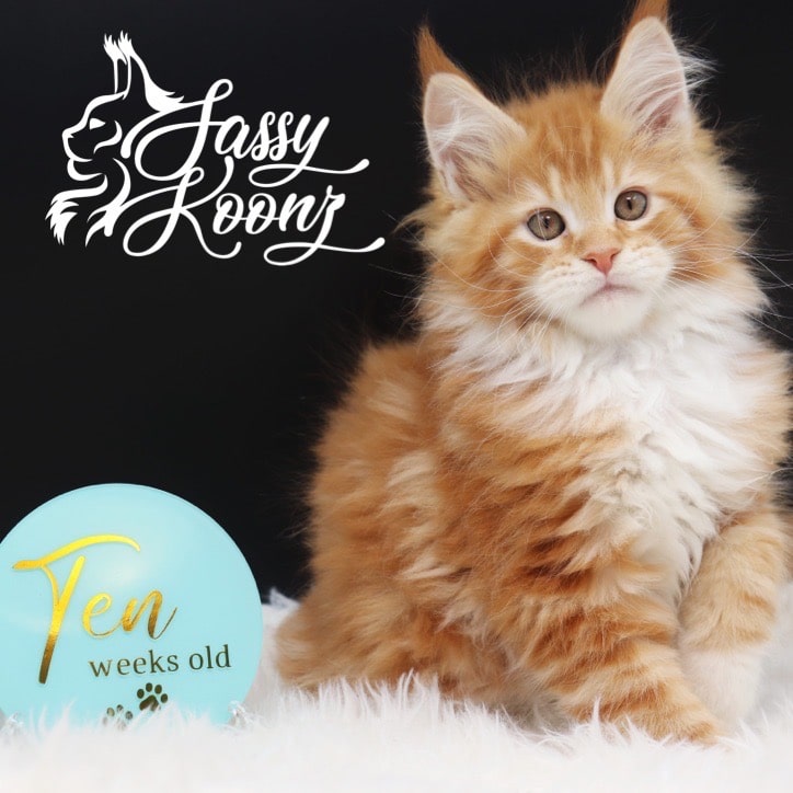 maine-coon-cats-for-sale-04-25-03 ⋆ Sassy Koonz Maine Coon Cattery maine coon cats for sale
