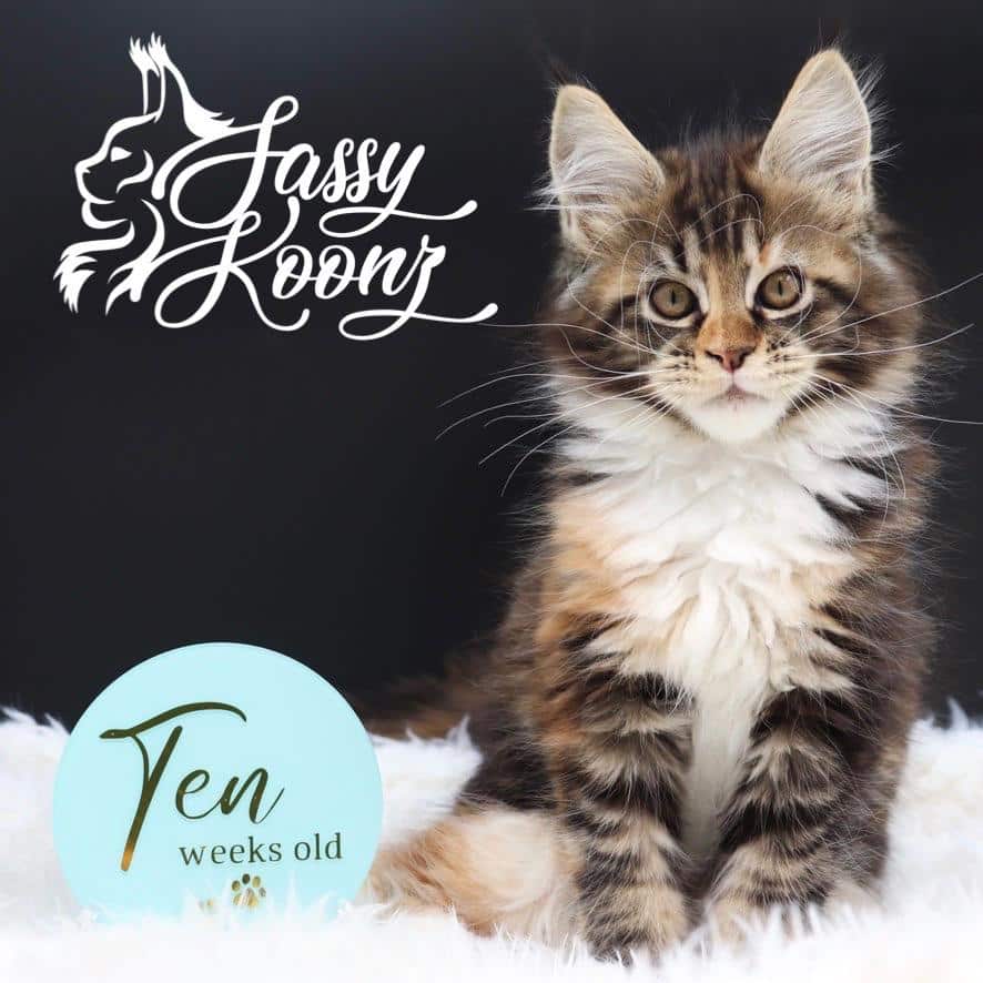 maine-coon-cats-for-sale-04-25 ⋆ Sassy Koonz Maine Coon Cattery maine coon cats for sale