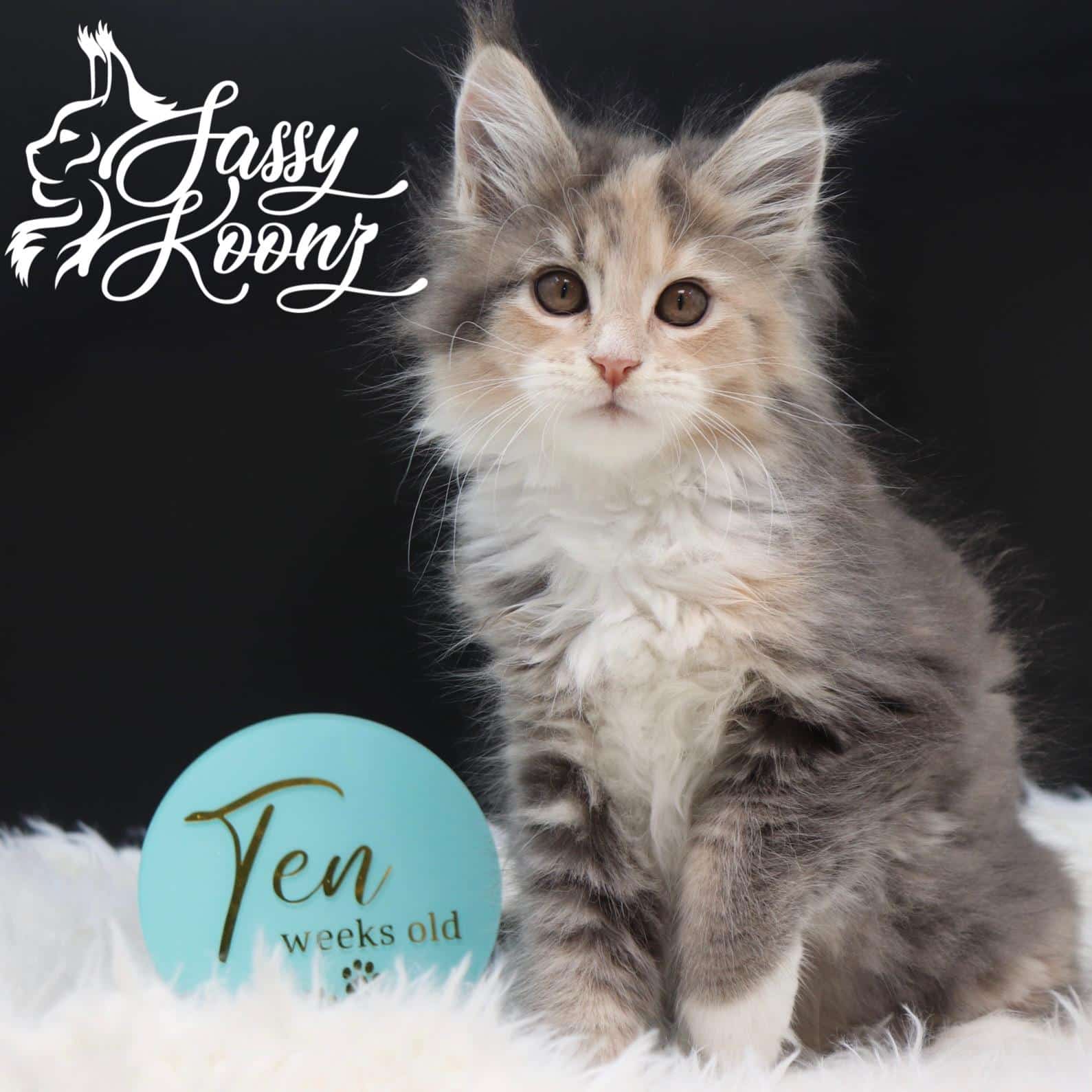 maine-coon-cats-for-sale ⋆ Sassy Koonz Maine Coon Cattery maine coon cats for sale