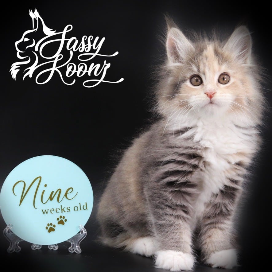 maine-coon-kitten-04-19-06 ⋆ Sassy Koonz Maine Coon Cattery maine coon kittens