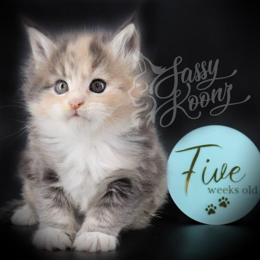 maine-coon-kittens-03-22-05 ⋆ Sassy Koonz Maine Coon Cattery maine coon kittens