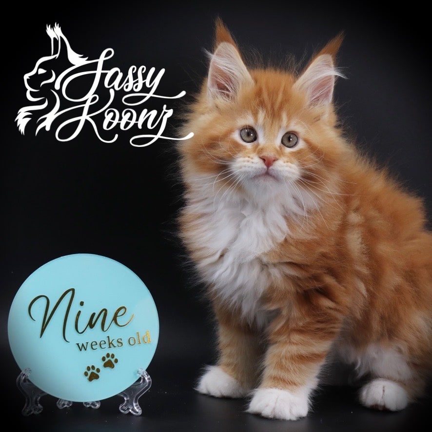 maine-coon-kittens-04-19-03 ⋆ Sassy Koonz Maine Coon Cattery maine coon kitten