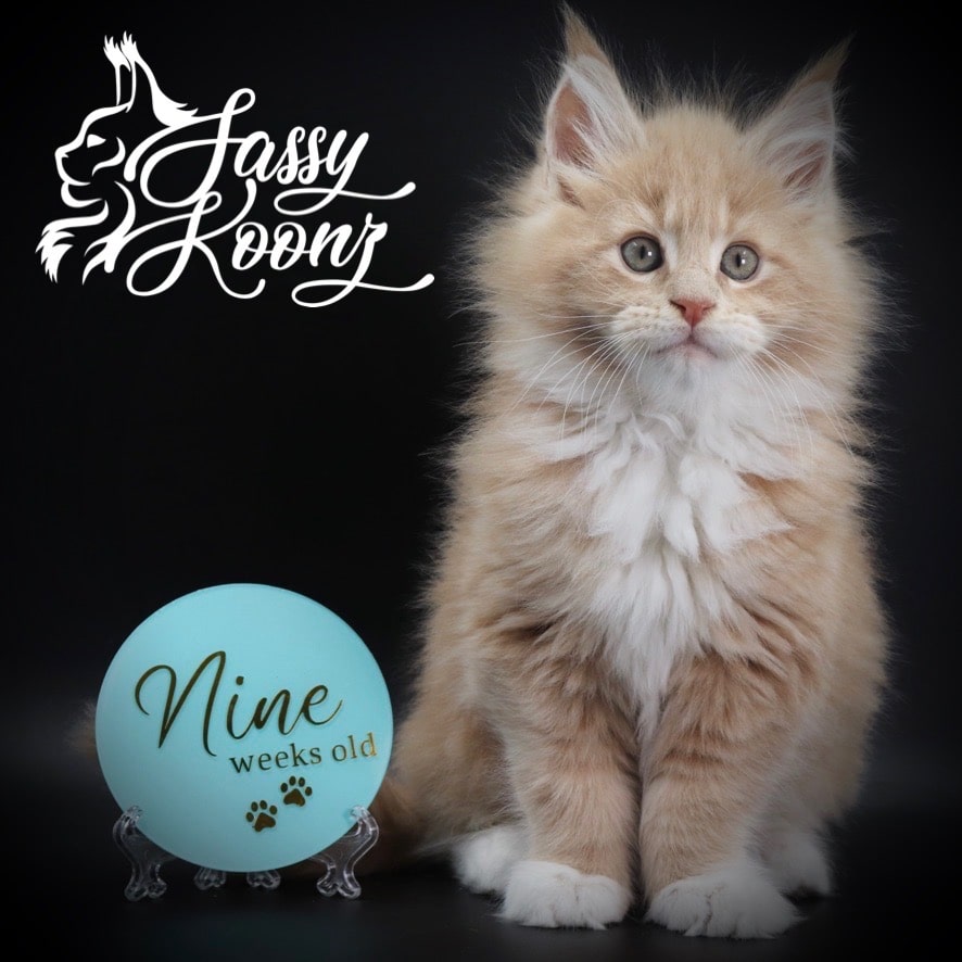 maine-coon-kittens-04-19-07 ⋆ Sassy Koonz Maine Coon Cattery maine coon kittens