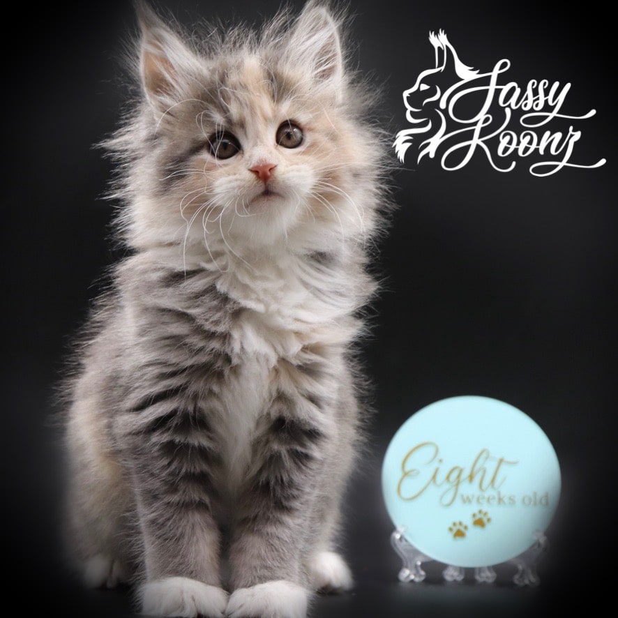 maine-coon-kittens-for-sale-04-08-01 ⋆ Sassy Koonz Maine Coon Cattery maine coon kittens for sale