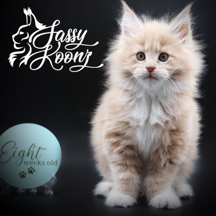 maine-coon-kittens-for-sale-04-08-03 ⋆ Sassy Koonz Maine Coon Cattery maine coon kittens for sale