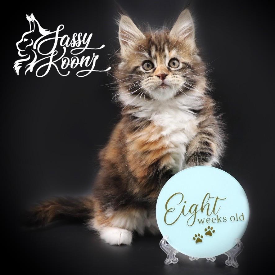 maine-coon-kittens-for-sale-04-08-04 ⋆ Sassy Koonz Maine Coon Cattery maine coon kittens for sale