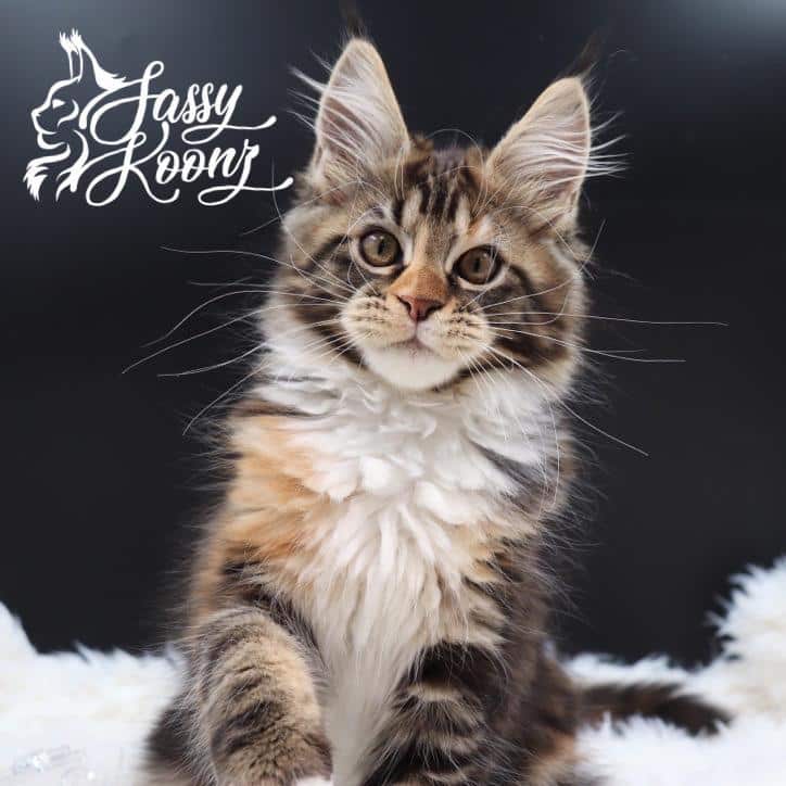 maine-coon-kittens-for-sale ⋆ Sassy Koonz Maine Coon Cattery maine coon kittens for sale