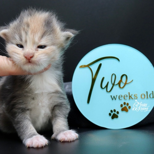 paisley ⋆ Sassy Koonz Maine Coon Cattery maine coon kittens