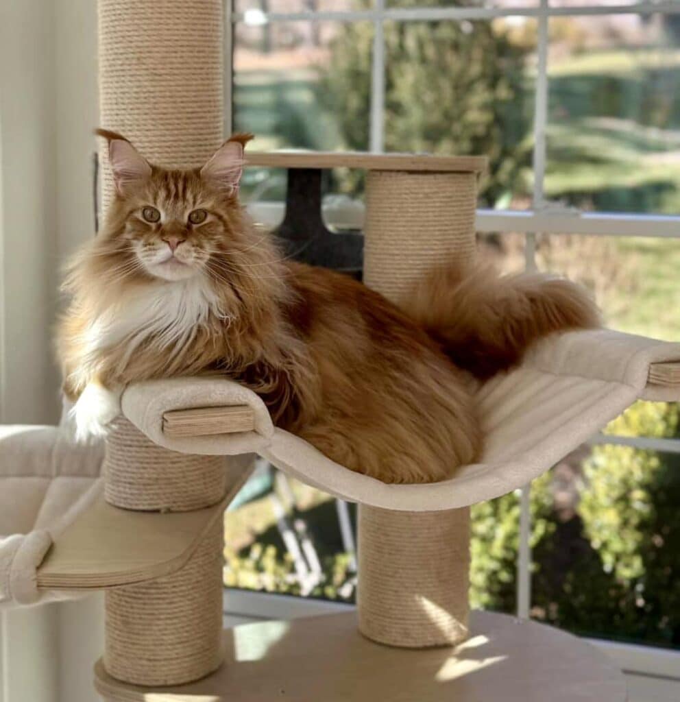 red-maine-coon-orange-tabby-ear-tufts ⋆ Sassy Koonz Maine Coon Cattery red maine coon orange tabby ear tufts