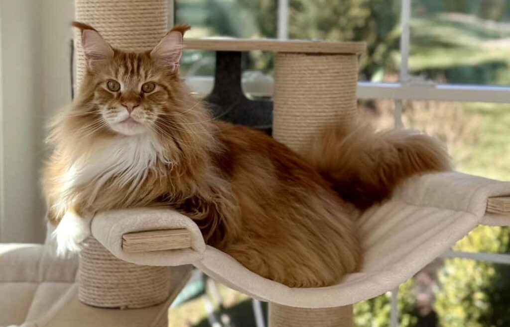 red-maine-coon-orange-tabby-ear-tufts ⋆ Sassy Koonz Maine Coon Cattery red maine coon orange tabby ear tufts