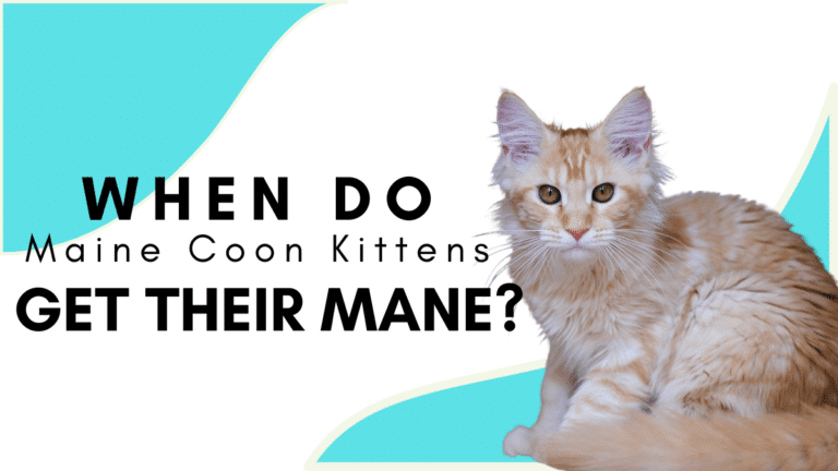 when do maine coon kittens get their mane
