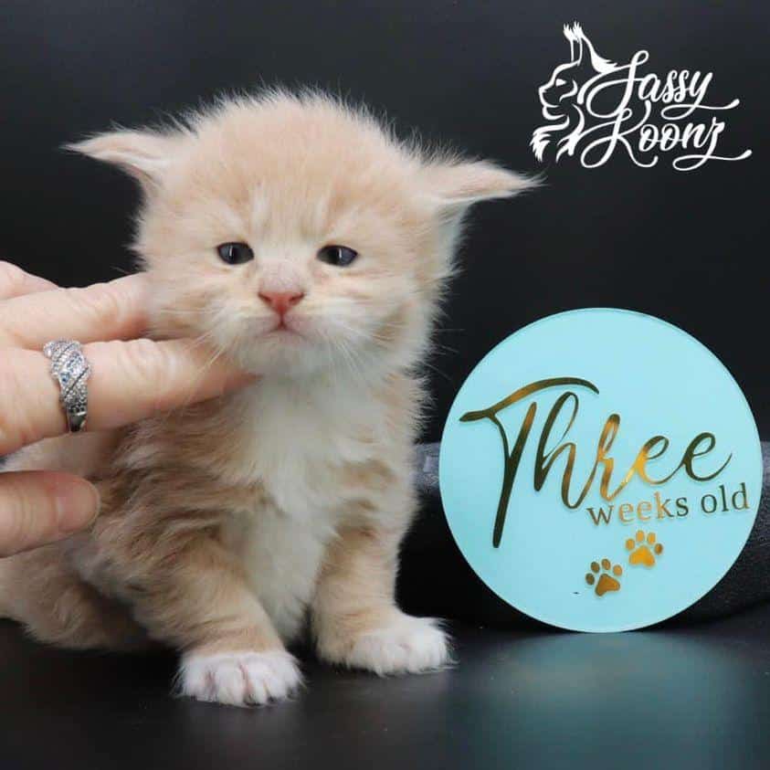 controversy3weeksold ⋆ Sassy Koonz Maine Coon Cattery maine coon kittens