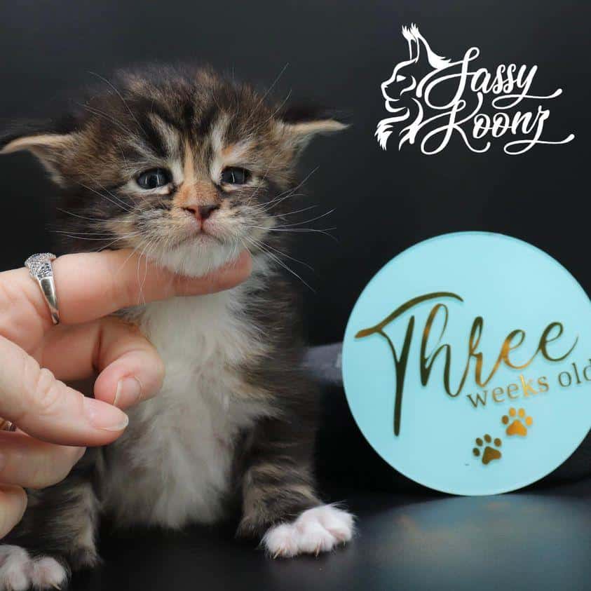 darlingnikki3weels ⋆ Sassy Koonz Maine Coon Cattery maine coon kittens