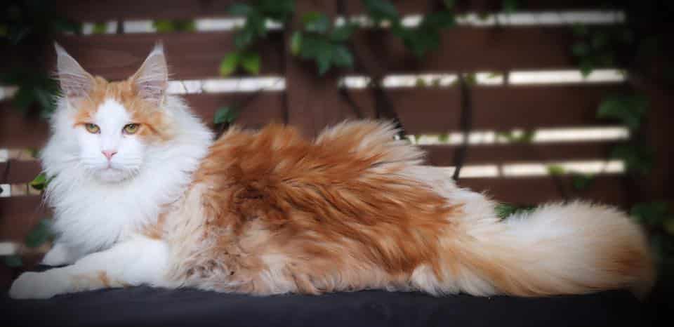 full-grown-orange-maine-coon-1 ⋆ Sassy Koonz Maine Coon Cattery red smoke orange white maine coon outdoor