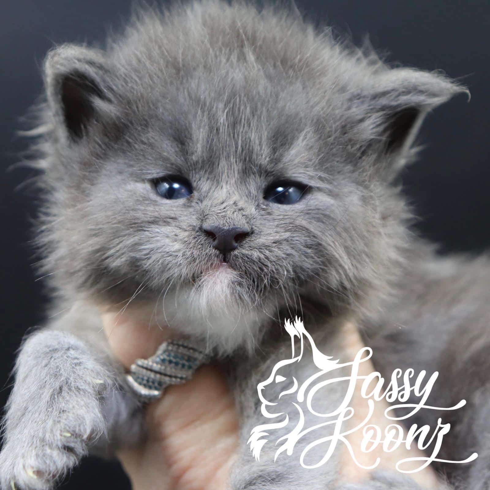 grey-maine-coon-kitten ⋆ Sassy Koonz Maine Coon Cattery grey maine coon kitten