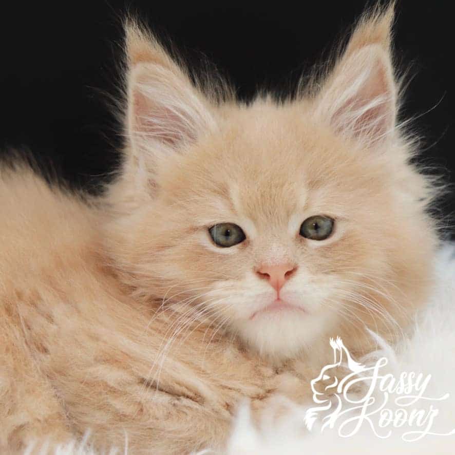 maine-coon-cat-04-29-05 ⋆ Sassy Koonz Maine Coon Cattery maine coon cat