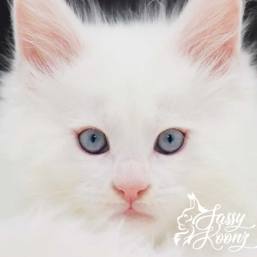 maine-coon-cat-04-29-06 ⋆ Sassy Koonz Maine Coon Cattery maine coon cat with blue eyes american bad ass solid white kitten