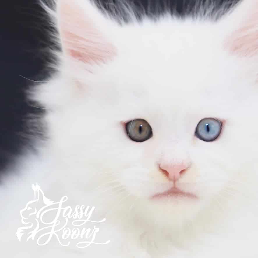 maine-coon-cat-04-29-07 ⋆ Sassy Koonz Maine Coon Cattery maine coon cat