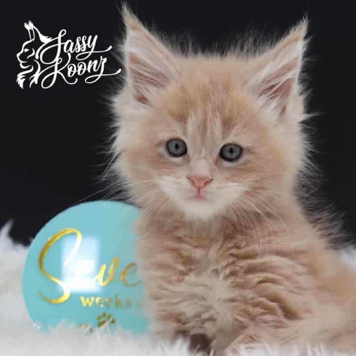 maine-coon-cat-04-29-08 ⋆ Sassy Koonz Maine Coon Cattery maine coon cat