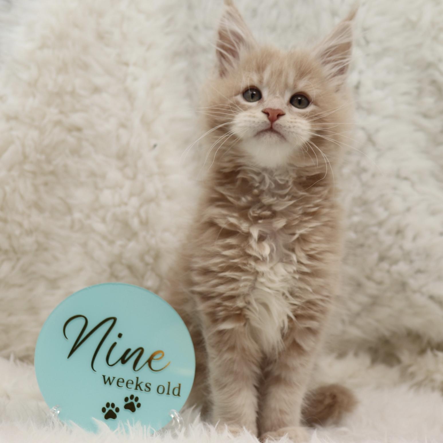 maine-coon-cat-05-17 ⋆ Sassy Koonz Maine Coon Cattery maine coon cat