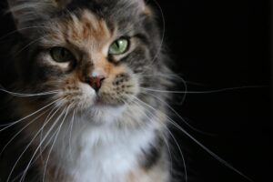 maine-coon-cat-black-torbie-monroe-black-background-closeup ⋆ Sassy Koonz Maine Coon Cattery maine coon cat black torbie monroe closeup