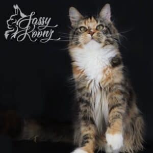 maine-coon-cat-monroe-01 ⋆ Sassy Koonz Maine Coon Cattery maine coon cat