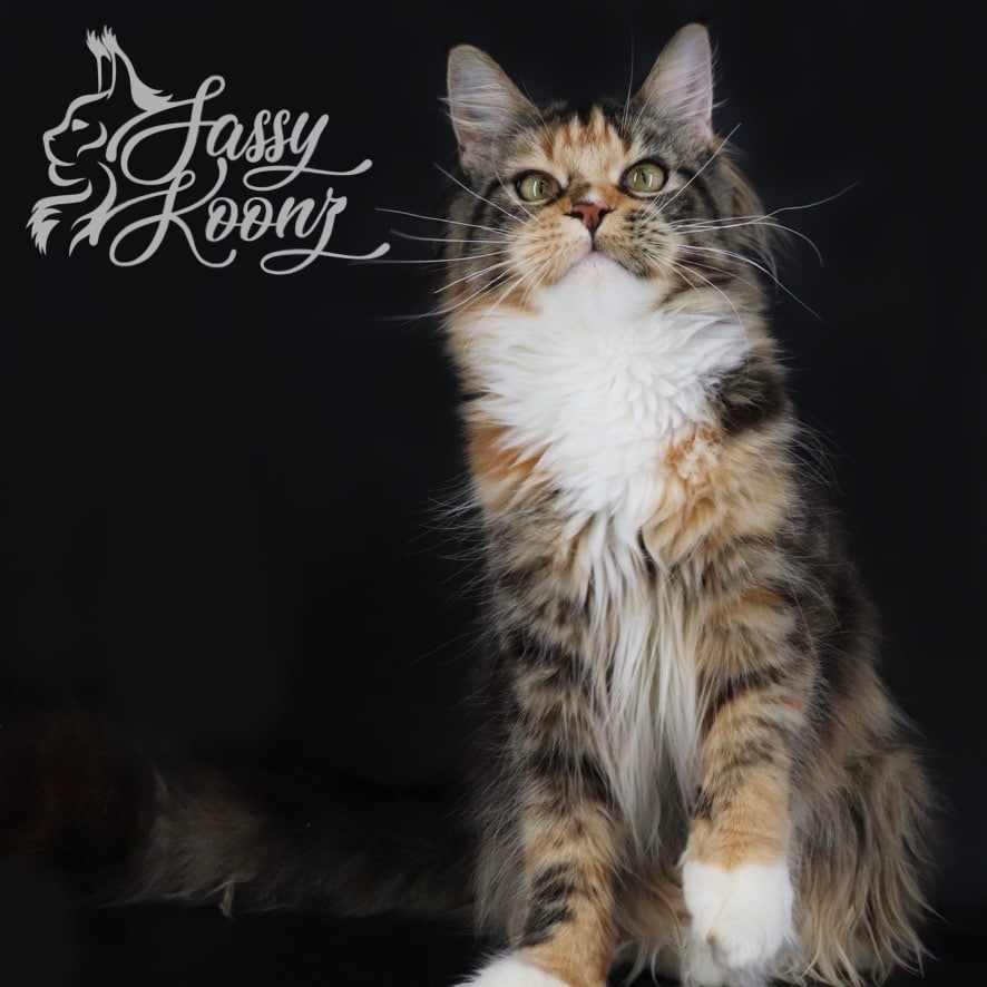 maine coon cat monroe sassy koonz