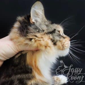 maine-coon-cat-monroe-02 ⋆ Sassy Koonz Maine Coon Cattery maine coon cat