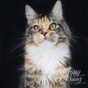 maine-coon-cat-monroe ⋆ Sassy Koonz Maine Coon Cattery maine coon cat
