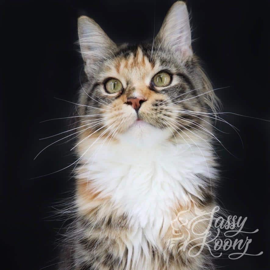 maine-coon-cat-monroe ⋆ Sassy Koonz Maine Coon Cattery maine coon cat